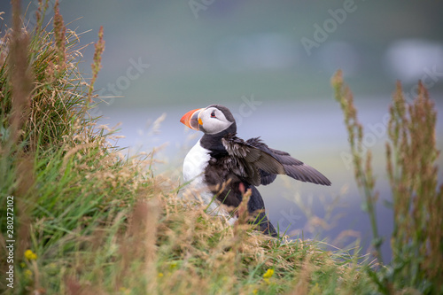 Puffin showing off in Iceland