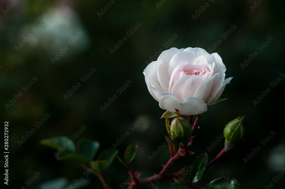 Close-up light pink Rose on dark green background Close-up light pink Rose on dark green background