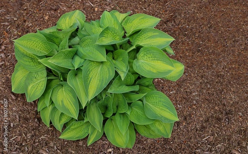 Lush green Hosta with verigated green leaves in bark mulch in the spring photo
