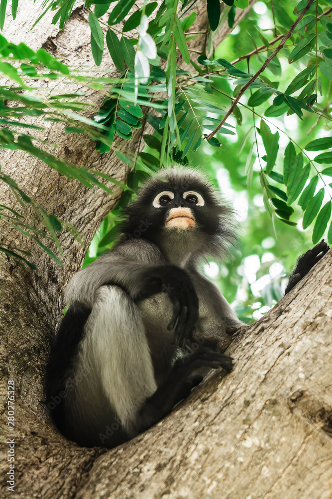 Obraz premium Dusky leaf monkey in Thailand