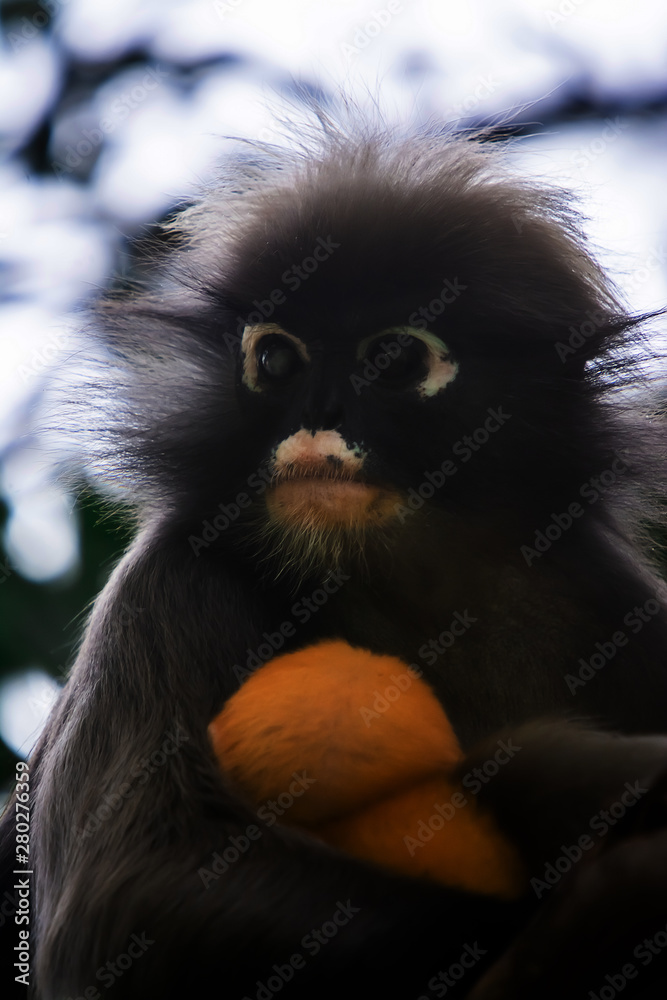 Obraz premium Dusky leaf monkey in Thailand