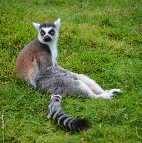 The ring-tailed lemur (Lemur catta) is a large strepsirrhine primate and the most recognized lemur due to its long, black and white ringed tail.  photo