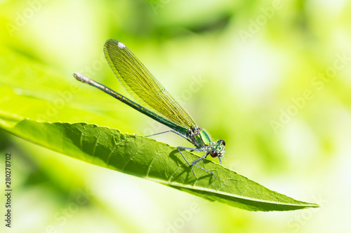 dragonfly damselfly insect © baiajaku