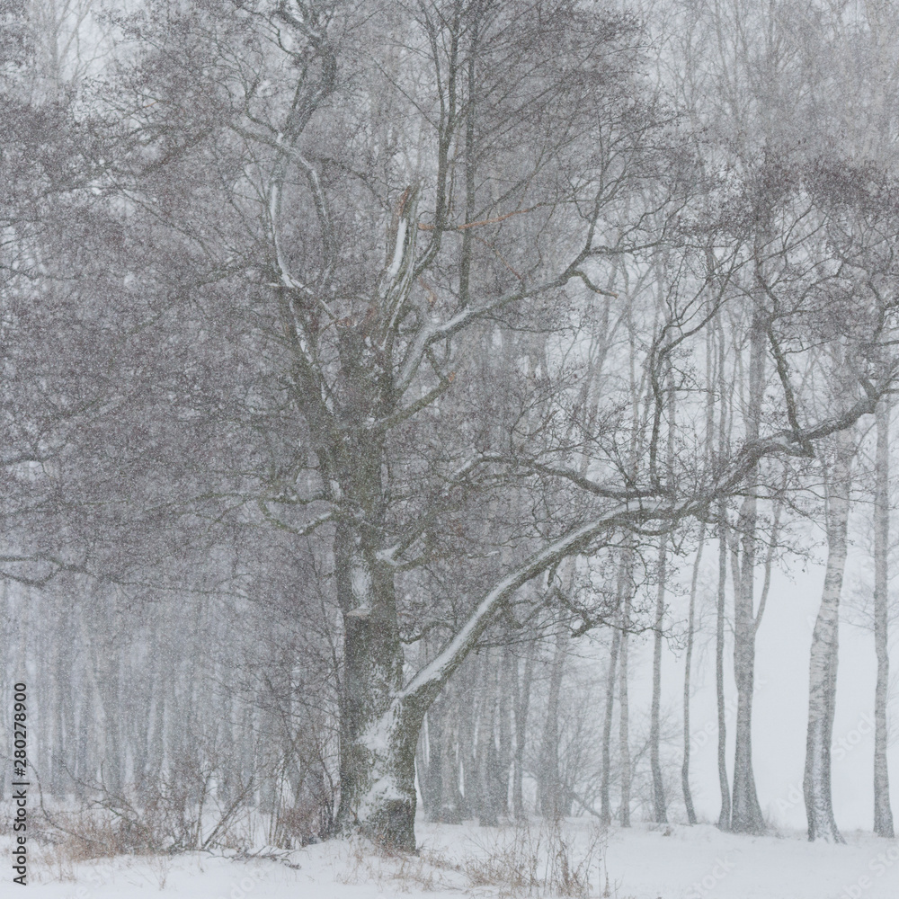 tree tree
