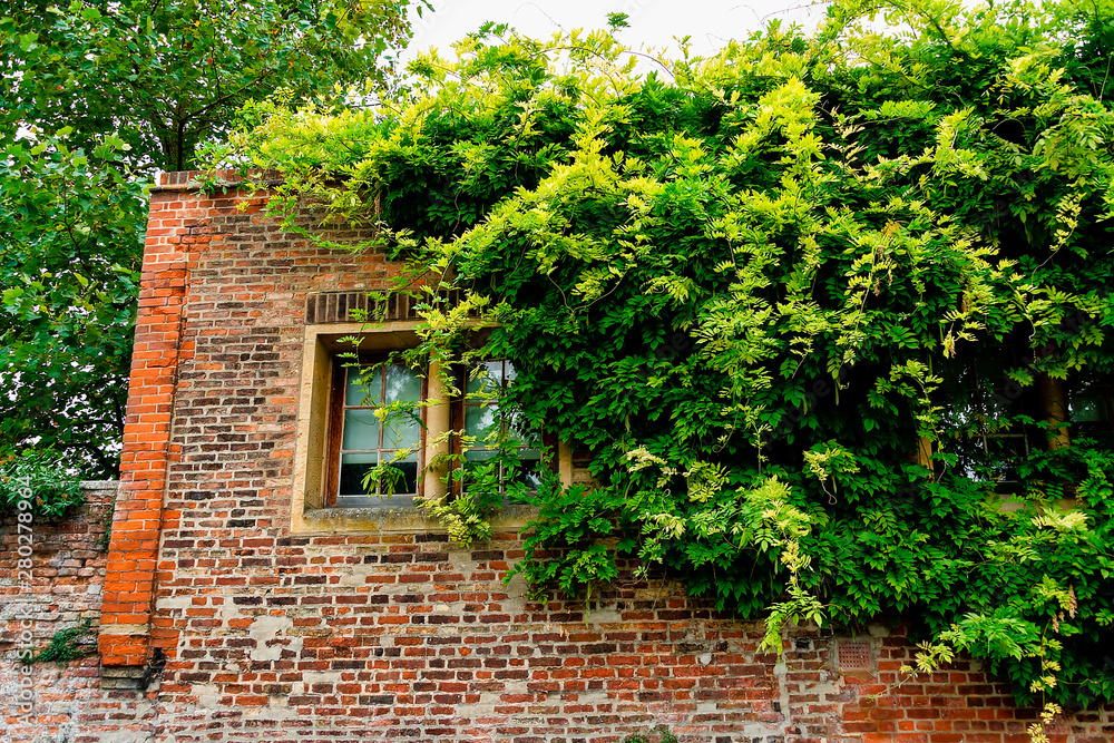 Wisteria goring over college walls Wisteria goring over college walls