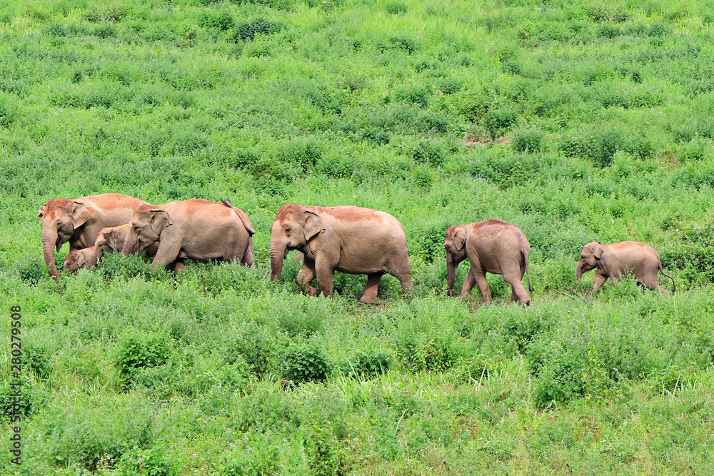 Wild asia elephants Family Living in  green grassland at Kui buri National Park in Prachuap Khiri Khan Thailand