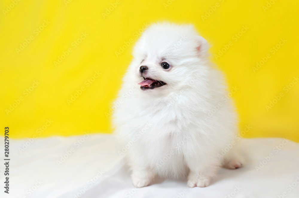One month old puppy Pomeranian Spitz on a yellow background. Tiny funny puppy playing. One month old puppy Pomeranian Spitz on a yellow background. Tiny funny puppy playing.