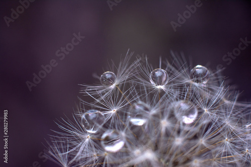 Fototapeta Naklejka Na Ścianę i Meble -  Transparent drops of water on a dandelion macro flower. Sparkling droplets water. Copy space for text.
