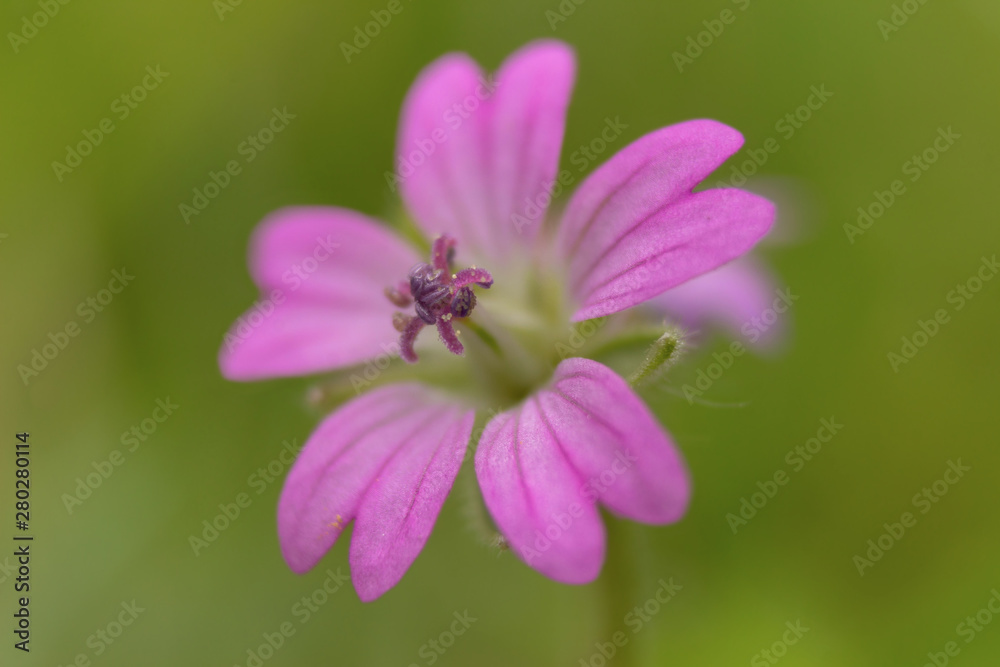 Blutroter Storchschnabel, auch Blut-Storchschnabel, Blutröschen und Hühnerwurz (Geranium sanguineum), Makro / Nahaufnahme Blutroter Storchschnabel, auch Blut-Storchschnabel, Blutröschen und Hühnerwurz (Geranium sanguineum), Makro / Nahaufnahme