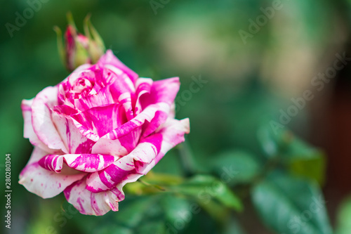 Fototapeta Naklejka Na Ścianę i Meble -  close-up of a striped rose: the Variegata from Bologna