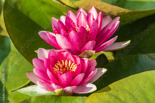 Two bright blooming pink water lilies among green leaves.  It is an excellent permanent residents of water gardens. Warm summer sunny day. Colorful summer scenery with water flowers.