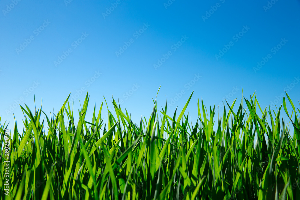 Green grass against the blue sky