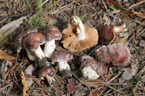 Hebeloma sp. brown mushrooms. July, Belarus photo