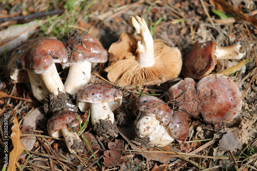 Hebeloma sp. brown mushrooms. July, Belarus photo