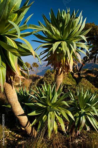 Lobelia gigante s en la zona de Chennek, Montañas Simien, Etiopia, Africa