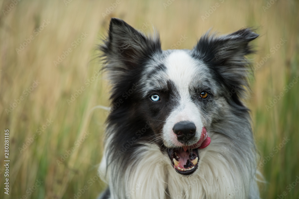 Licking border collie dog sitting in a field