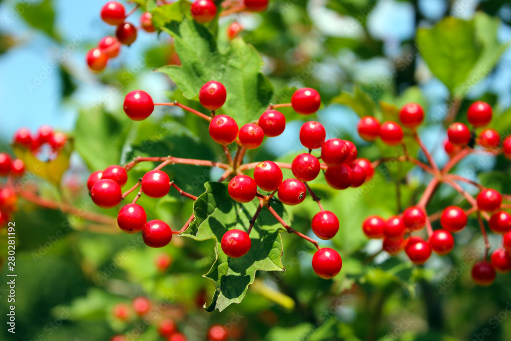 red berries on a branch red berries on a branch