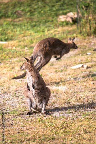 kangaroo couple in the wild