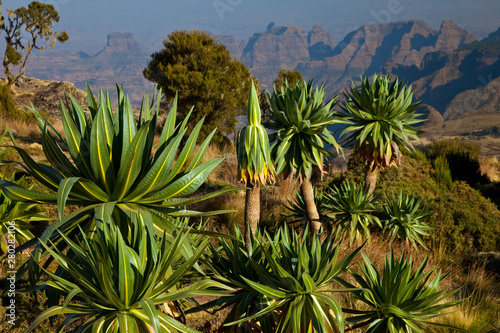 Lobelia gigante s en la zona de Chennek, Montañas Simien, Etiopia, Africa photo