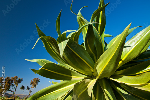 Lobelia gigante s en la zona de Chennek, Montañas Simien, Etiopia, Africa photo