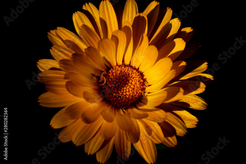 yellow flower isolated on black background