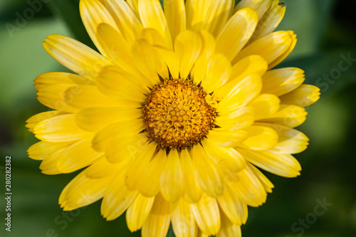 closeup of yellow flower