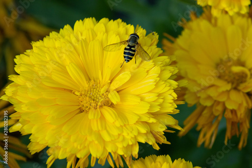bee on yellow flower