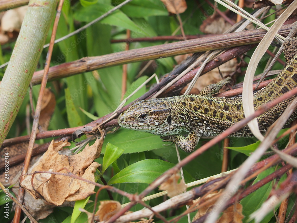 A large green lizard sits on a pile of branches.