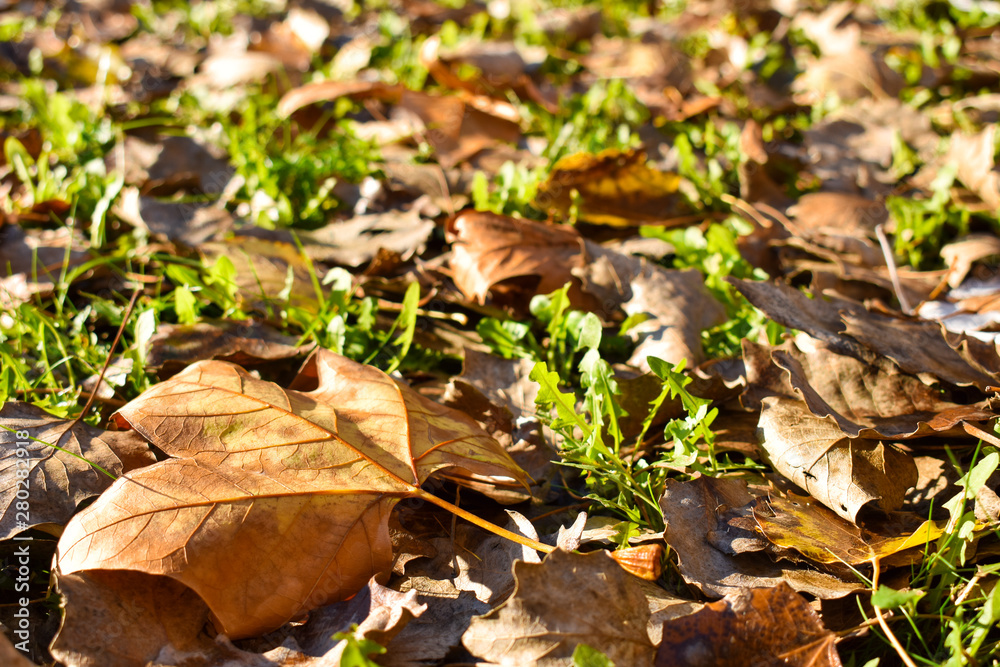 open view of many dry maple orange leaves on the green grass in a scene of a fall day. The leaves have fallen on the ground and the sunbeam lights the scene. Horizontal photo open view of many dry maple orange leaves on the green grass in a scene of a fall day. The leaves have fallen on the ground and the sunbeam lights the scene. Horizontal photo