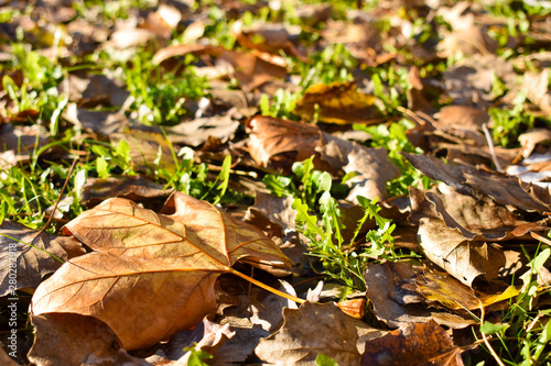 open view of many dry maple orange leaves on the green grass in a scene of a fall day. The leaves have fallen on the ground and the sunbeam lights the scene. Horizontal photo