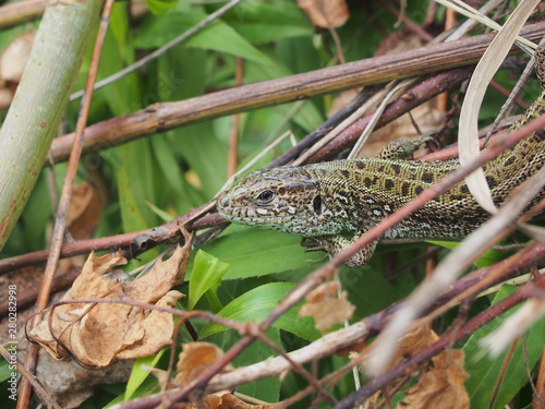 A large green lizard sits on a pile of branches.