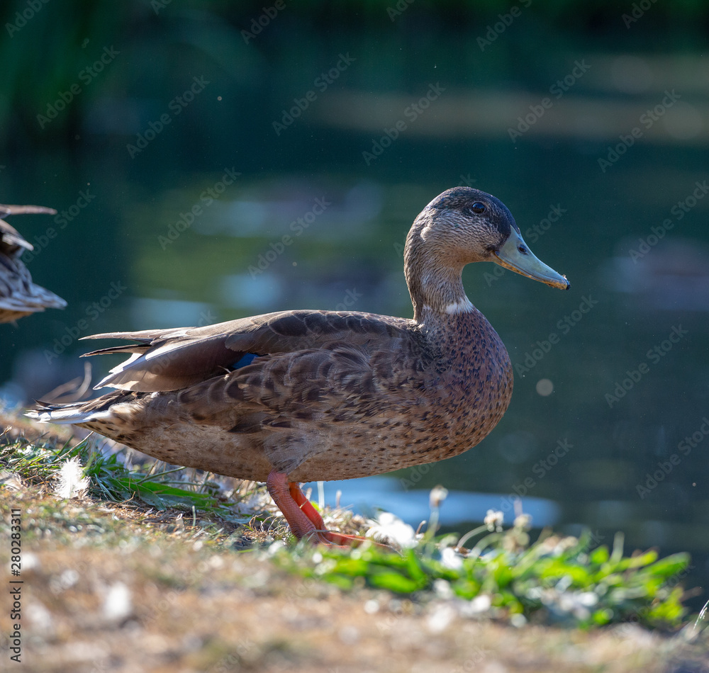 Fototapeta premium Duck by a lake