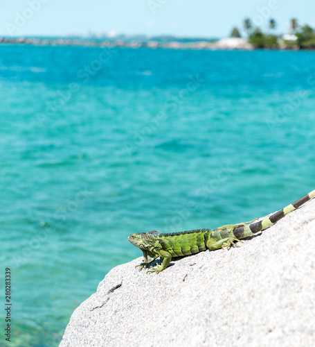 Miami Beach Iguana photo