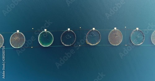 Salmon farm, aerial top down left to right pan shot of salmon fishing pools arranged in line with salmon jumping and seagulls flying in scene, northern Norway / Lofoten islands