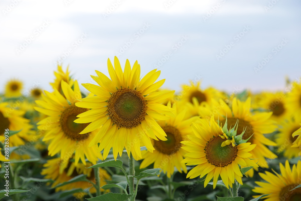 Beautiful sunflowers in the field and blue sky. The concept of a rich harvest in agriculture.