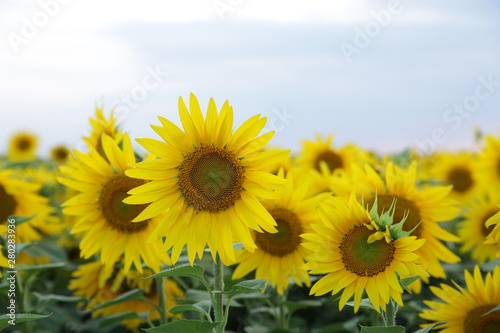 Beautiful sunflowers in the field and blue sky. The concept of a rich harvest in agriculture.