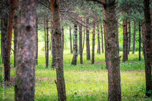Fototapeta Naklejka Na Ścianę i Meble -  tree trunk wall in pine tree forest