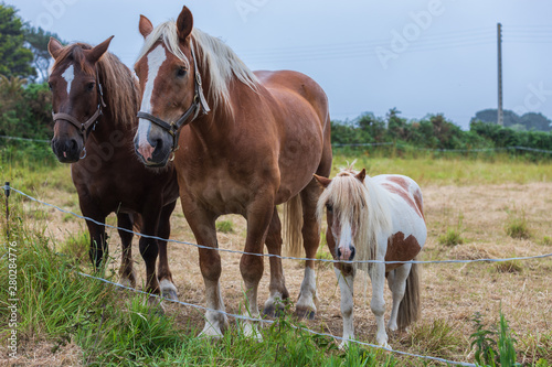 Family of tree horses