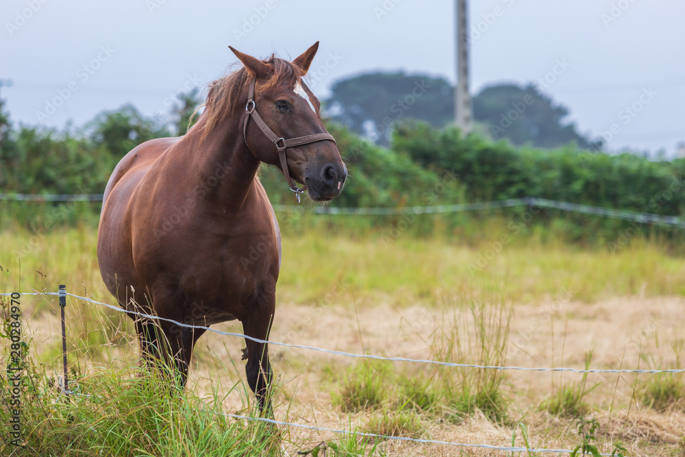 lonely horse in a meadow lonely horse in a meadow