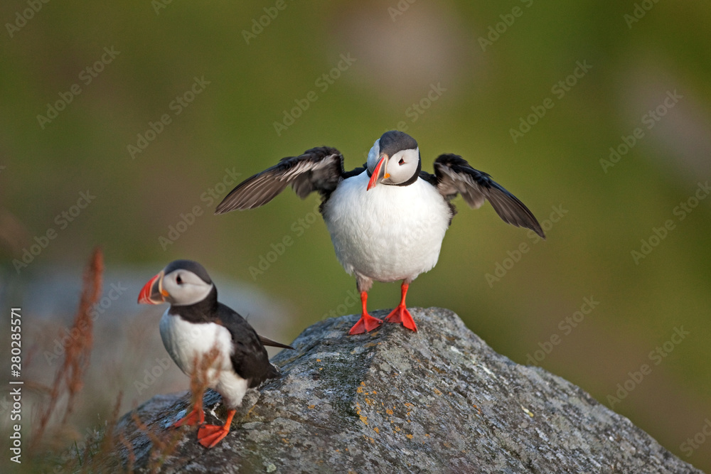 Atlantic puffin, fratercula arctica, common puffin, norway, Runde Atlantic puffin, fratercula arctica, common puffin, norway, Runde