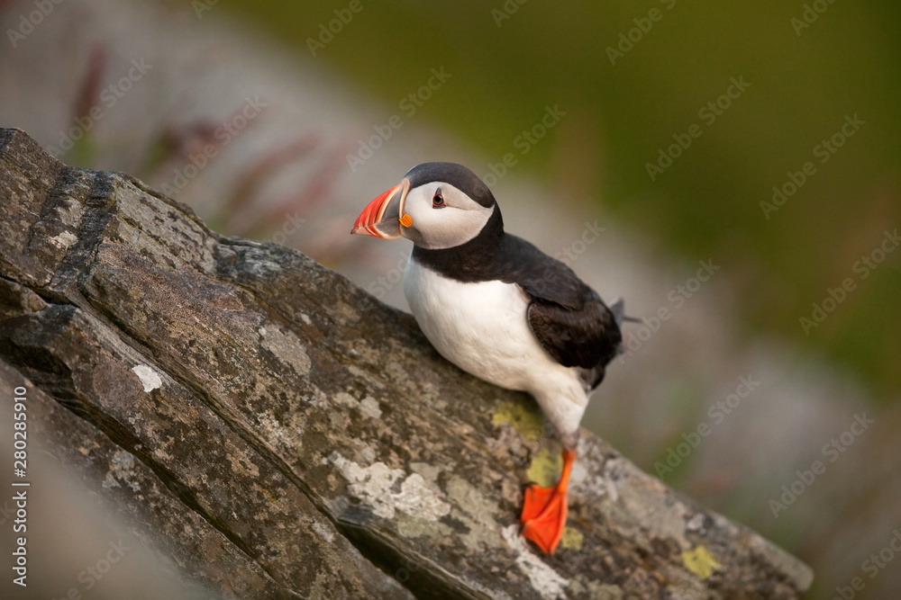 Fototapeta premium Atlantic puffin, fratercula arctica, common puffin, norway, Runde