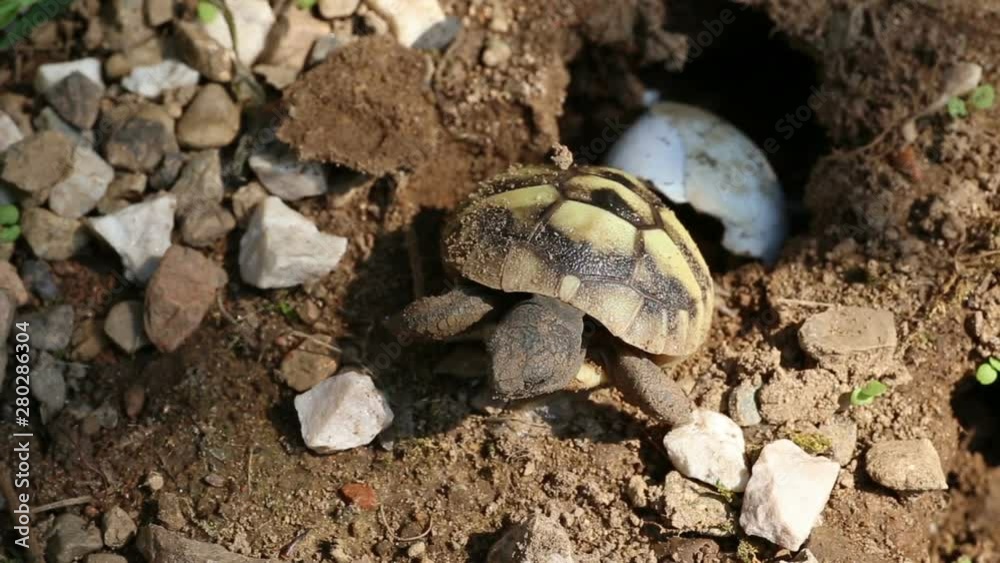 Newborn Tortoise Emerges From Its Nest Newborn Tortoise Emerges From Its Nest