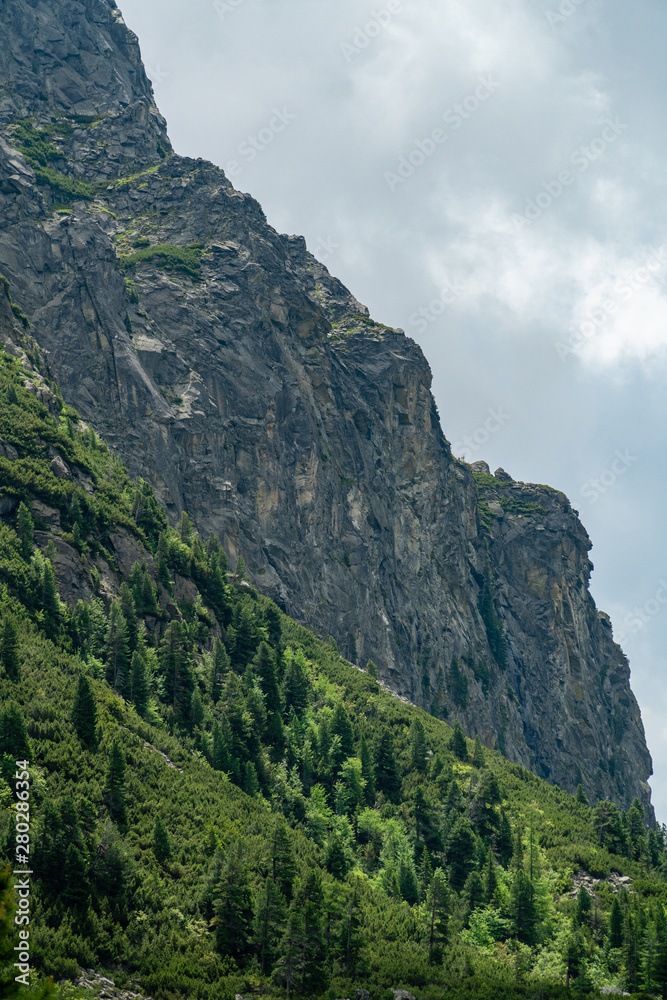 Pine forest with High Tatra mountains in background