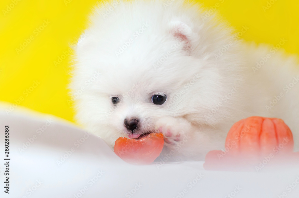 One month old puppy Pomeranian Spitz on a yellow background. Tiny funny puppy playing. Dog with a mandarin. 
