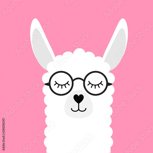 Vector flat cartoon white llama alpaca in glasses isolated on pink background