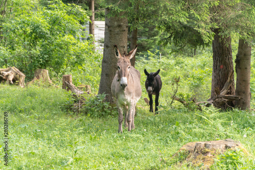 photo of two donkeys playing with eachother on a farm © 24K-Production