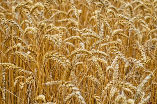 Many yellow spikes of wheat in summer field  selective focus  close-up