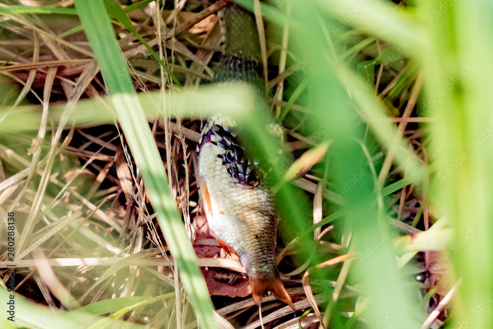 The snake perishing in the grass eats fish tank