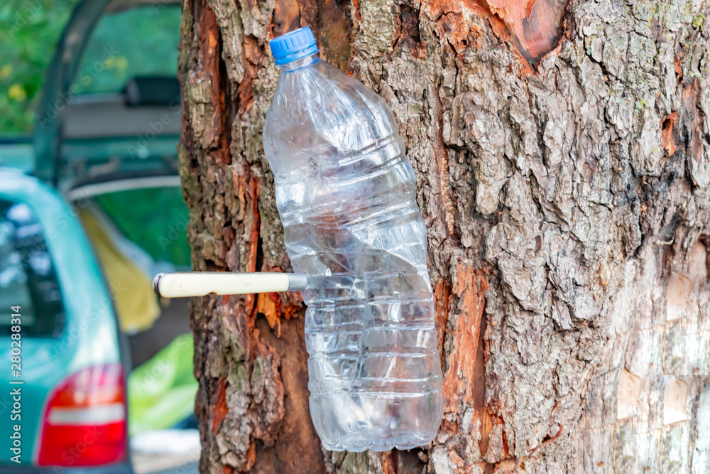 Obraz premium Empty compressed plastic bottle nailed to a tree with a knife