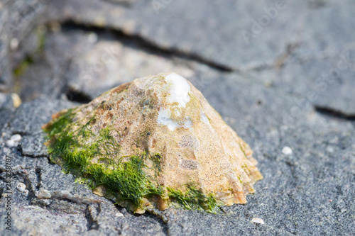 Common limpet attached to a rock photo
